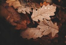 seasonal demand variation trends