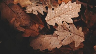 seasonal demand variation trends