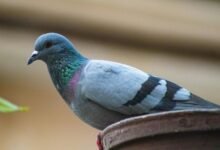 royal stag whisky cost punjab