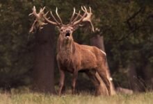 royal stag whisky pricing up