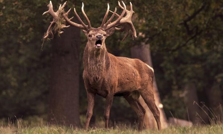 royal stag whisky pricing up